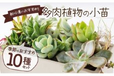 【初心者におすすめ】多肉植物の小苗１０本セット（１０種類アソート） 5000円 可愛い ミニサイズ 人気 オススメ 趣味 インテリア ナチュラル 自然 風水 緑 かわいい 初心者 おすすめ 送料無料 ギフト sh005