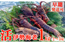 【天然】活伊勢海老１ｋｇ 伊勢海老 伊勢エビ 伊勢 海老 エビ イセエビ 生きたまま 海鮮 お祝い ギフト 魚介 刺身 キャンプ BBQ 鮮魚 人気