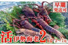 【天然】活伊勢海老２ｋｇ 伊勢海老 伊勢エビ 伊勢 海老 エビ イセエビ 生きたまま 海鮮 お祝い ギフト 魚介 刺身 キャンプ BBQ 鮮魚 人気