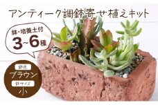 サボテン多肉植物の「アンティーク調鉢寄せ植えキット」（鉢色・ブラウン、鉢サイズ・小）