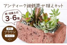 サボテン多肉植物の「アンティーク調鉢寄せ植えキット」（鉢色・ブラウン、鉢サイズ・小）