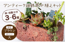サボテン多肉植物の「アンティーク調鉢寄せ植えキット」（鉢色・ブラウン、鉢サイズ・大） 可愛い ミニサイズ 人気 オススメ 趣味 インテリア ナチュラル 自然 風水 緑 かわいい 初心者 おすすめ ギフト