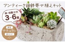 サボテン多肉植物の「アンティーク調鉢寄せ植えキット」（鉢色・ナチュラル、鉢サイズ・小）