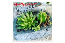 サボテン多肉植物の「アンティーク調鉢寄せ植えキット」（鉢色・グレー、鉢サイズ・小）