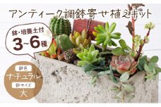 サボテン多肉植物の「アンティーク調鉢寄せ植えキット」（鉢色・ナチュラル、鉢サイズ・大）