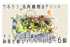 サボテン多肉植物の「アンティーク調鉢寄せ植えキット」（鉢色・グレー、鉢サイズ・大）