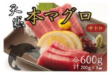 天然本マグロ　中トロ　３柵（６００ｇ）まぐろ 鮪 海鮮 冷凍 さしみ 刺身 父の日 高知 室戸 マグロ