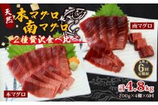 【6回定期便】天然本マグロ 天然南マグロ 中トロ 各2柵 奇数月にお届け 頒布会まぐろ 鮪 海鮮 冷凍 さしみ 刺身  高知 室戸 マグロ