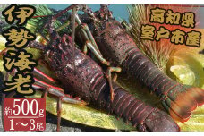 活き伊勢海老 1～3尾 0.5kg 伊勢海老 海老 魚介類 えび魚介 刺身 産地直送 新鮮 海鮮 高知県 室戸市 