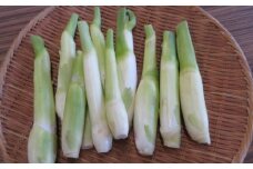 【先行予約・期間限定】マコモダケ ２kg ２０本程度 まこも マコモ 真菰筍 まこもだけ まこもたけ 新鮮 旬 野菜 送料無料 nc003