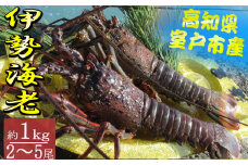 【漁活き伊勢海老 2～5尾 1kg 伊勢海老 海老 魚介類 えび魚介 刺身 産地直送 新鮮 海鮮 高知県 室戸市