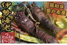 活き伊勢海老 4～10尾 2kg 伊勢海老 海老 魚介類 えび魚介 刺身 産地直送 新鮮 海鮮 高知県 室戸市