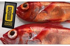 漁師直送　活き〆天然地金目鯛【八金目】９００ｇ～１ｋｇ　１匹