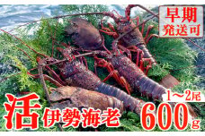 【天然】活伊勢海老６００ｇ伊勢海老 伊勢エビ 伊勢 海老 エビ イセエビ 生きたまま 海鮮 お祝い ギフト 魚介 刺身 キャンプ BBQ 鮮魚 人気