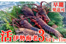 【天然】活伊勢海老３ｋｇ伊勢海老 伊勢エビ 伊勢 海老 エビ イセエビ 生きたまま 海鮮 お祝い ギフト 魚介 刺身 キャンプ BBQ 鮮魚 人気