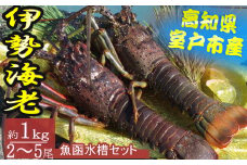活き伊勢海老 2～5尾 1kg 魚函水槽 セット 伊勢海老 海老 魚介類 えび魚介 刺身 産地直送 新鮮 海鮮 高知県 室戸市