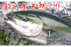 室戸産天然ぶりまるごと１匹（５ｋｇ～）下処理不可
