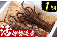 活伊勢海老【１ｋｇ】