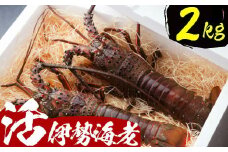 活伊勢海老【２ｋｇ】