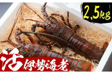 活伊勢海老【２.５ｋｇ】