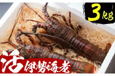 活伊勢海老【３ｋｇ】