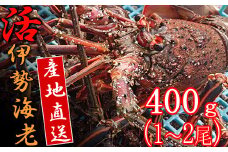 【捌き方レシピ・軍手付き】活きイセエビ漁師直送！！400g以上（1～2尾、1人前）