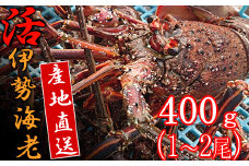 【捌き方レシピ・軍手付き】活きイセエビ漁師直送！！400g以上（1～2尾、1人前）
