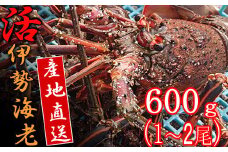 【捌き方レシピ・軍手付き】活きイセエビ漁師直送！！600g以上（1～2尾、1~2人前）