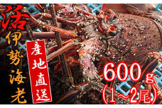 【捌き方レシピ・軍手付き】活きイセエビ漁師直送！！600g以上（1～2尾、1~2人前）