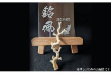 室戸産サンゴ原木 約21ｇ（6匁） 白珊瑚 インテリア オブジェ 国産 魔除け 邪気払い パワーストーン アクアリウム