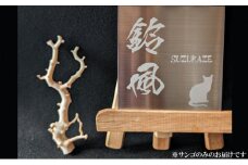 室戸産サンゴ原木 約32ｇ（９匁） 白珊瑚 インテリア オブジェ 国産 魔除け 邪気払い パワーストーン アクアリウム 芸術