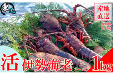 活き伊勢海老 1kg （2～4尾）