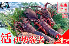 活き伊勢海老 2kg （3～7尾）