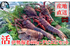 【漁師直送】活き伊勢海老 と 活きタビエビセット 高知県室戸市