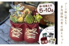 ブーツ鉢に植える！ 多肉植物の寄せ植えセット (両足) 多肉植物5本～10本入り  可愛い ミニサイズ 人気 オススメ 趣味 インテリア ナチュラル 自然 風水 緑 かわいい 初心者 おすすめ 
