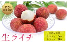 【令和7年6月中旬頃より発送】お試しパック 生ライチ 国産 室戸海洋深層水仕込み ライチ 果物