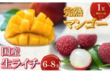 【令和7年6月中旬ごろより発送】完熟マンゴーと生ライチのセット マンゴー 1玉 生ライチ 6～8玉入り 室戸海洋深層水使用 アップルマンゴー （アーウィン） 生ライチ 国産 先行予約 先行受付 果物