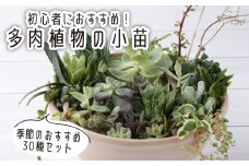 多肉植物の小苗３０本セット（３０種類アソート）高知県産 自然 ナチュラル インテリア かわいい 雑貨 プレゼント ギフト 癒やし