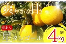 【先行予約】【訳あり】星タンゴール４ｋｇ※4月上旬より出荷開始予定 みかん 柑橘 ミカン オレンジ おれんじ フルーツ 果物 果汁 高知県 高知県室戸市 人気 おすすめ くだもの サマー清見 ジューシー 甘味 酸味 産地直送 農家直送 数量