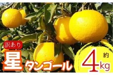 【先行予約】 【訳あり】 星タンゴール４ｋｇ ※4月上旬より出荷開始予定 みかん 柑橘 ミカン オレンジ おれんじ フルーツ 果物 果汁 高知県 高知県室戸市 人気 おすすめ くだもの サマー清見 ジューシー 甘味 酸味 産地直送 農家直送 数量限定