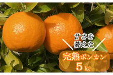 【先行予約】越年完熟室戸ポンカン 5kg みかん ぽんかん ポンカン ﾎﾟﾝｶﾝ 家庭用 土佐くだもの畑 高知 みかん ミカン 蜜柑 mikan 果物 くだもの フルーツ 柑橘 濃厚 甘い 甘味 産地直送 農家直送 数量限定 国産 高知県産 室戸 sa004
