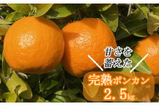 【先行予約】越年完熟室戸ポンカン2.5kg sa003　みかん ぽんかん ポンカン ﾎﾟﾝｶﾝ 家庭用 土佐くだもの畑 高知 みかん ミカン 蜜柑 mikan 果物 くだもの フルーツ 柑橘 濃厚 甘い 甘味 産地直送 農家直送 数量限定 国産 高知県産 室戸 sa003
