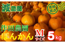 【秀品】作田農園直送！ポンカンＭサイズ 5kg_減農薬 有機肥料 ポンカン ぽんかん くだもの 果物 フルーツ 柑橘 かんきつ みかん ミカン 人気