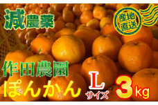 【秀品】作田農園直送！ポンカンＬサイズ 3kg 減農薬 有機肥料 ポンカン ぽんかん くだもの 果物 フルーツ 柑橘 かんきつ みかん ミカン 人気