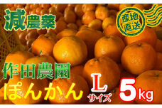 【秀品】作田農園直送！ポンカンＬサイズ 5kg 減農薬 有機肥料 ポンカン ぽんかん くだもの 果物 フルーツ 柑橘 かんきつ みかん ミカン 人気