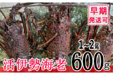 【漁師直送】活伊勢海老６００ｇ〈お刺身・お鍋などにおすすめ〉 伊勢海老 伊勢エビ 伊勢 海老 エビ イセエビ 生きたまま発送 刺身 焼き物 お味噌汁 鍋 ボイル エビフライ アレンジ可 産地直送 職人厳選 新鮮 海鮮 高知県 室戸市