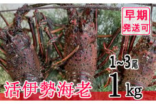 【漁師直送】活伊勢海老１ｋｇ〈お刺身・お鍋などにおすすめ〉伊勢海老 伊勢エビ 伊勢 海老 エビ イセエビ 生きたまま発送 刺身 焼き物 お味噌汁 鍋 ボイル エビフライ アレンジ可 産地直送 職人厳選 新鮮 海鮮 高知県 室戸市