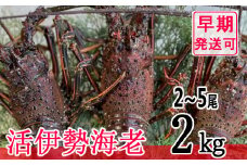【漁師直送】活伊勢海老２ｋｇ〈お刺身・お鍋などにおすすめ〉伊勢海老 伊勢エビ 伊勢 海老 エビ イセエビ 生きたまま発送 刺身 焼き物 お味噌汁 鍋 ボイル エビフライ アレンジ可 産地直送 職人厳選 新鮮 海鮮 高知県 室戸市