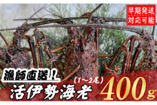 【漁師直送】活伊勢海老４００ｇ〈お刺身・お鍋などにおすすめ〉伊勢海老 伊勢エビ 伊勢 海老 エビ イセエビ 生きたまま発送 刺身 焼き物 お味噌汁 鍋 ボイル エビフライ アレンジ可 産地直送 職人厳選 新鮮 海鮮 高知県 室戸市