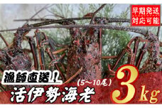 【漁師直送】活伊勢海老３kg〈お刺身・お鍋などにおすすめ〉伊勢海老 伊勢エビ 伊勢 海老 エビ イセエビ 生きたまま発送 刺身 焼き物 お味噌汁 鍋 ボイル エビフライ アレンジ可 産地直送 職人厳選 新鮮 海鮮 高知県 室戸市
